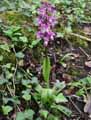 Orchis mascula