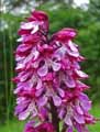 Orchis purpurea