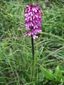 Orchis purpurea