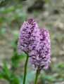 Orchis pyramidalis