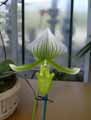 Paphiopedilum Charlotte