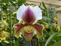 Paphiopedilum Les Landes