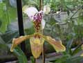 Paphiopedilum henryanum