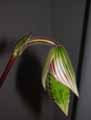 Paphiopedilum makuli