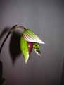 Paphiopedilum makuli