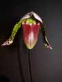Paphiopedilum makuli