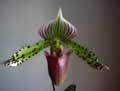 Paphiopedilum makuli