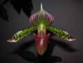 Paphiopedilum makuli