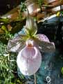 Paphiopedilum micranthum x Malipoense