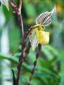 Paphiopedilum philippinense var. Roebelenii