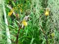 Paphiopedilum philippinense var. Roebelenii