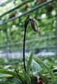 Paphiopedilum venustum