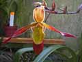 Phragmipedium Sorcerer\'s Apprentice