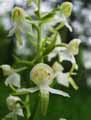 Platanthera chlorantha