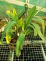 Polystachya paniculata