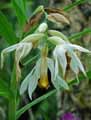 Thunia alba