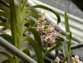 Vanda tricolor, Vanda suavis