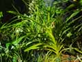 Vanda tricolor