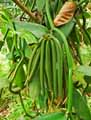 Vanilla planifolia