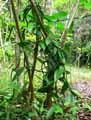 Vanilla planifolia