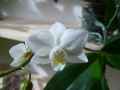 Phalaenopsis Flour Cloud 