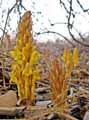 Orobanchaceae-Cistanche-phelypaea-Cistanque-Cistanche-Alhewan.jpg