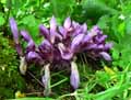 Lathraea clandestina
