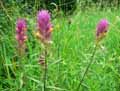 Melampyrum arvense