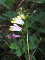 Melampyrum pratense