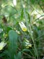 Melampyrum sylvaticum