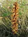 Orobanche amethystea