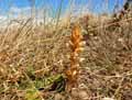 Orobanchaceae-Orobanche-amethystea-Orobanche-amethyste-Orobanche-du-Panicaut.jpg
