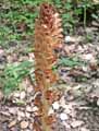 Orobanchaceae-Orobanche-rapum-genistea-Orobanche-du-Genet-Orobanche-Rave-de-genet-Orobanche-des-genets.jpg