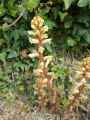 Orobanche hederae