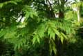 Averrhoa bilimbi