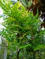 Averrhoa carambola