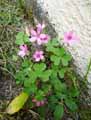 Oxalidaceae-Oxalis-articulata-Oxalis-floribunda-Oxalide-articulee-Oxalis-articulee-559.jpg
