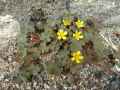 Oxalidaceae-Oxalis-corniculata-Oxalis-micrantha-Oxalis-repens-Oxalis-cornicule-20131128062718.jpg