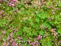 Oxalis purpurea