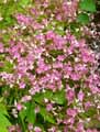 Oxalidaceae-Oxalis-purpurea-Oxalis-pourpre.jpg