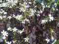 Oxalidaceae-Oxalis-triangularis-Oxalis-pourpre-20131128062306.jpg