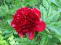 Paeonia Red Charm
