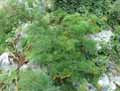 Paeonia biebersteiniana