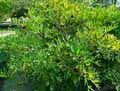 Paeonia delavayi
