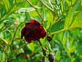 Paeonia delavayi