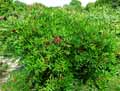 Paeonia delavayi