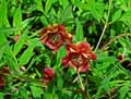 Paeonia delavayi
