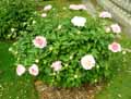 Paeonia lactiflora Do Tell