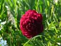 Paeonia lactiflora, Paeonia chinensis, Paeonia edulis, Paeonia fragans