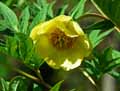 Paeonia lutea